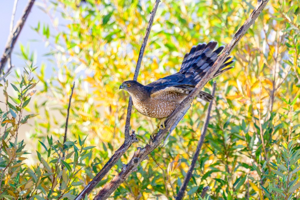 A hawk perched on a branch among lush green and yellow foliage, preparing to take flight.