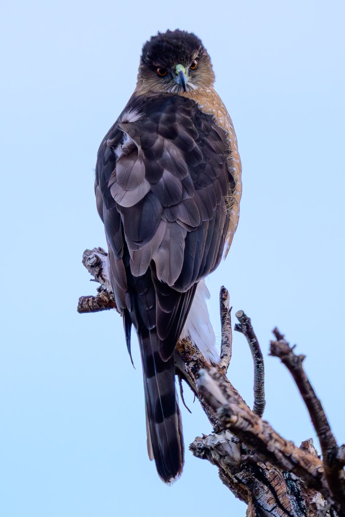 A hawk perched on a branch, looking back towards the camera, showcasing its distinctive feathers and sharp gaze against a clear blue sky.