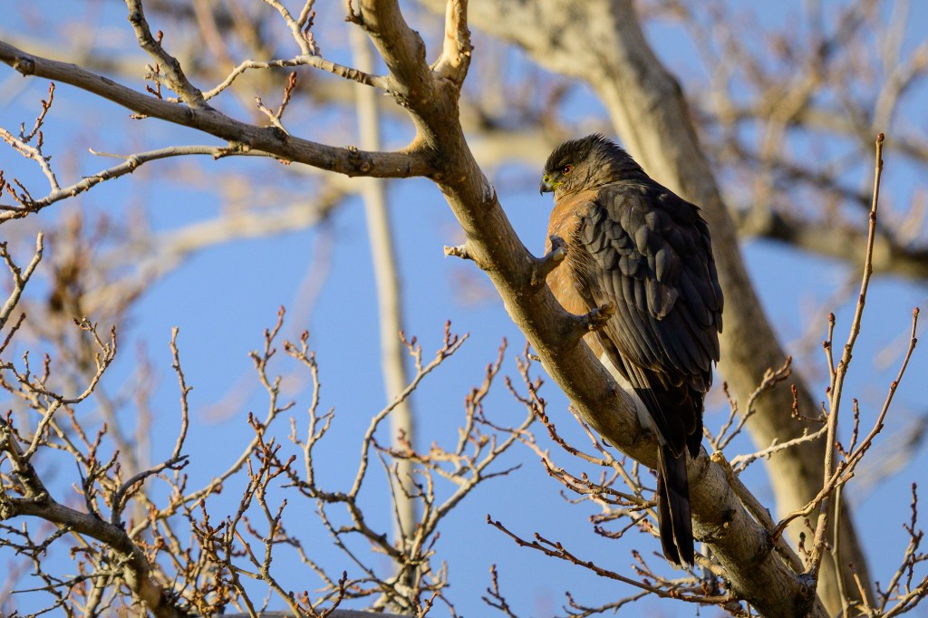 A bird of prey perched on a branch, partially turned away from the viewer, with bare tree branches in the background against a blue sky.