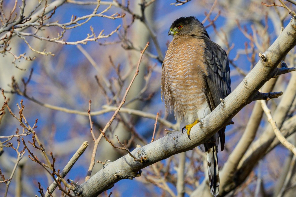 A hawk perched on a tree branch with a blurred blue sky in the background.