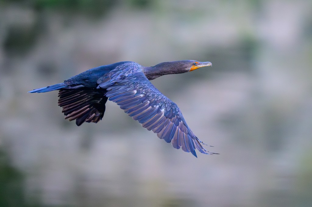 A cormorant in flight over a calm body of water, showcasing its dark feathers and extended wings.