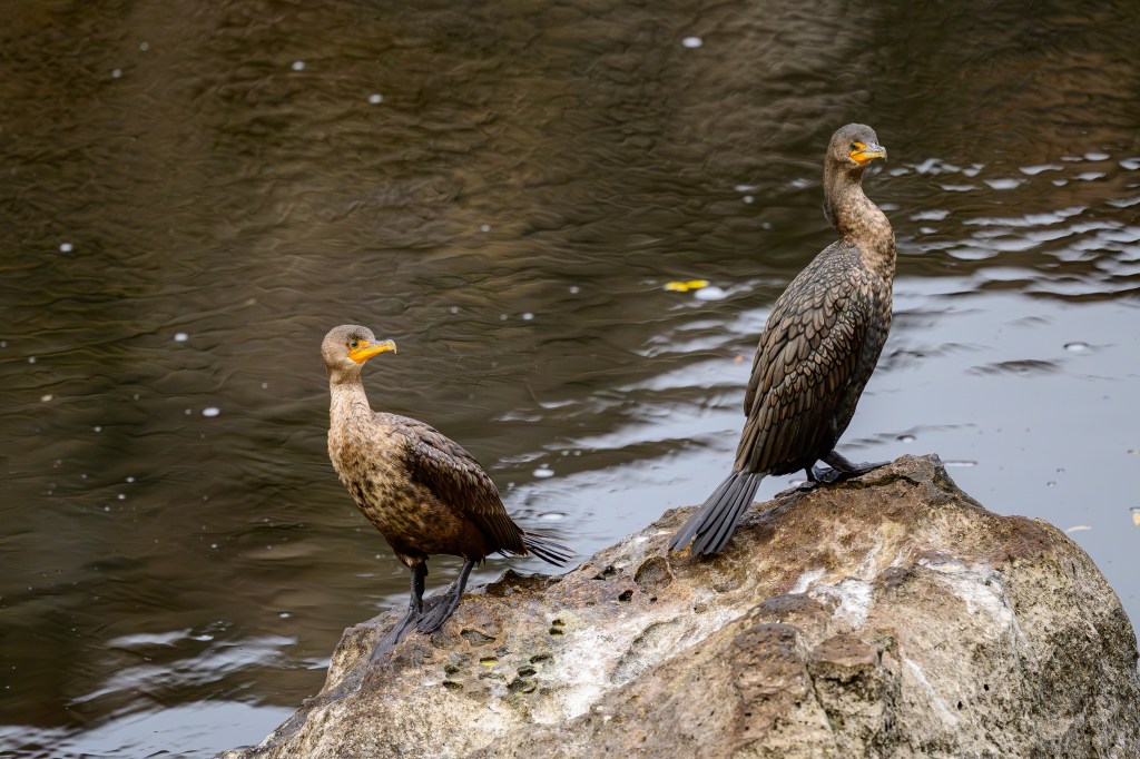 Two cormorants standing on a rock by the water, one facing forward and the other slightly turned.