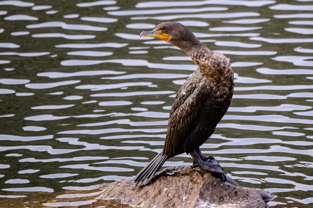 A cormorant perched on a rock by the water, with rippling reflections in the water's surface.