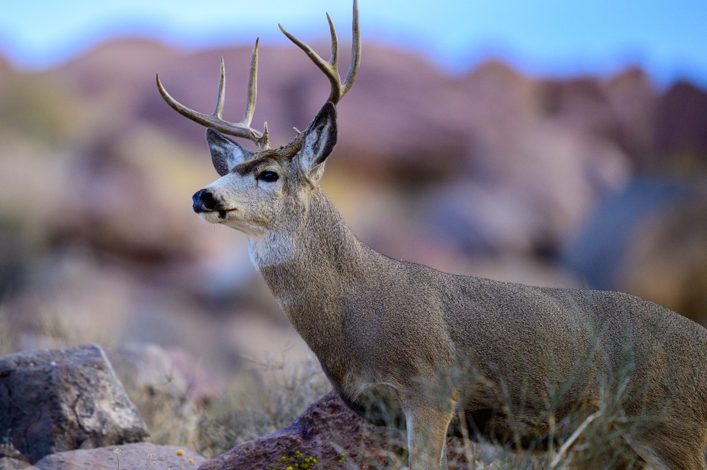 A close-up of a deer with antlers standing among rocks and vegetation in a natural setting.