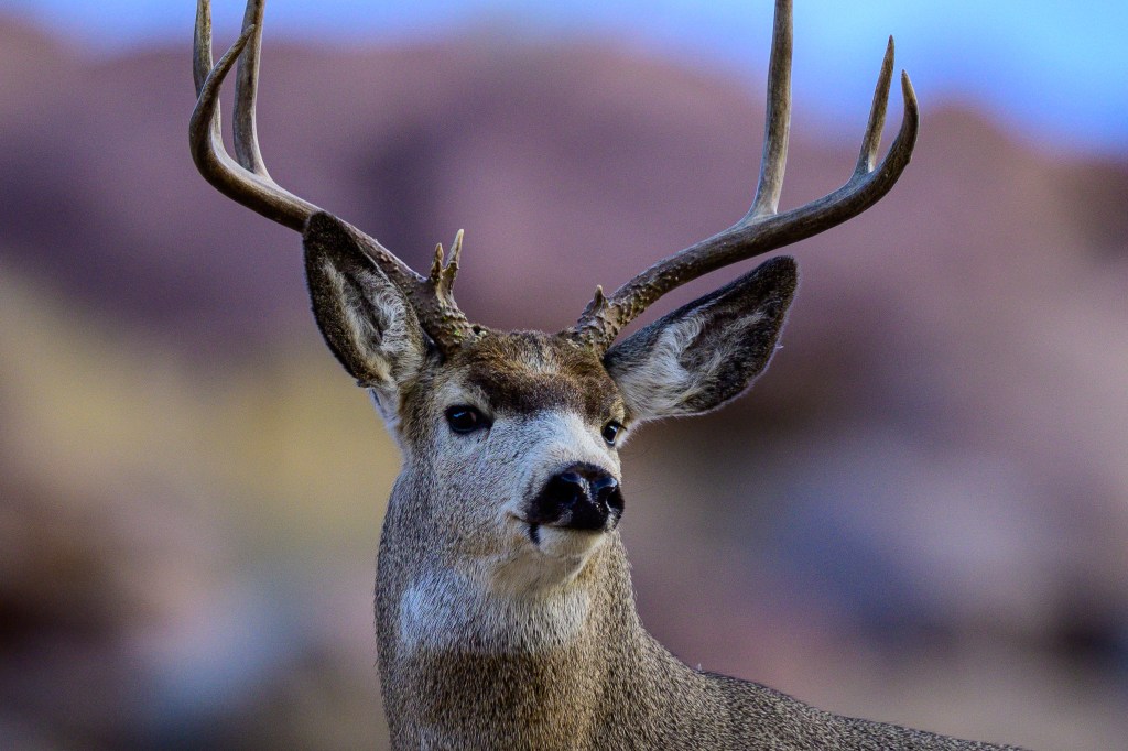 Close-up of a deer with antlers, set against a blurred natural background.