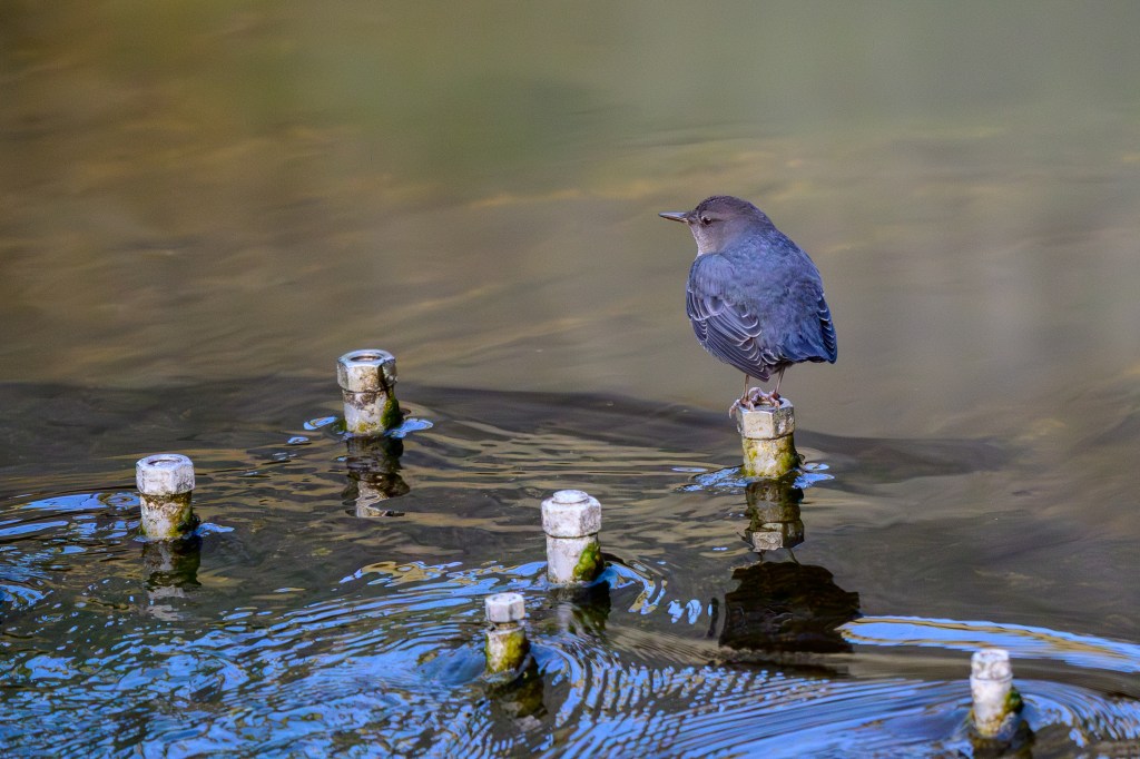 A small bird perched on a wooden post above calm water, surrounded by ripples and reflections.