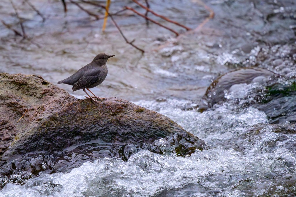 A small bird standing on a rock by a flowing stream, with water splashing around it.
