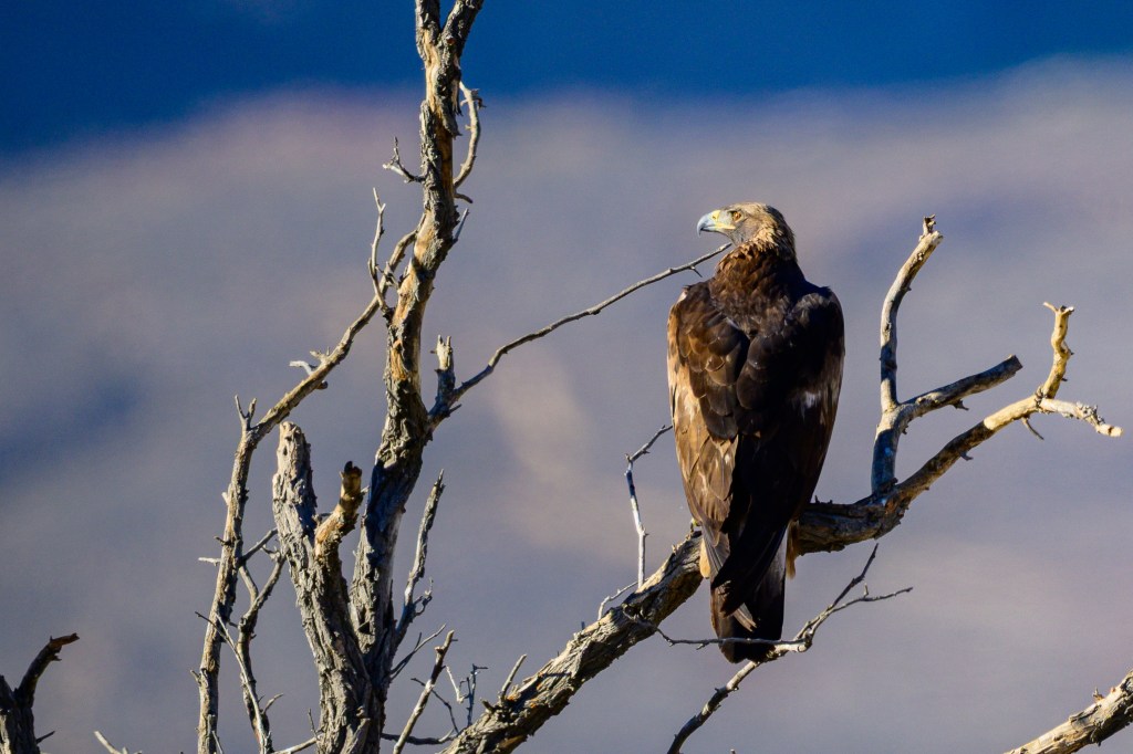 A golden eagle perched on a barren tree branch against a blurred background.