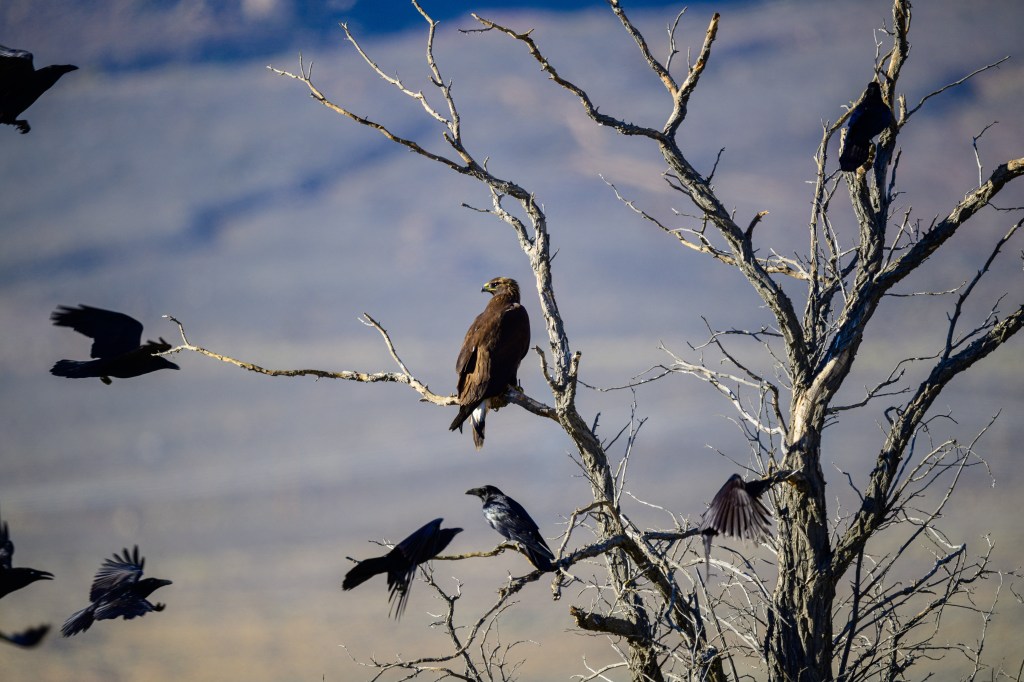 A hawk perched on a bare tree branch with several black birds in flight around it, set against a blurred mountainous background.
