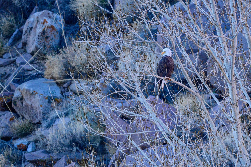 A mature bald eagle perched on a bare branch among rocky terrain and sparse vegetation.