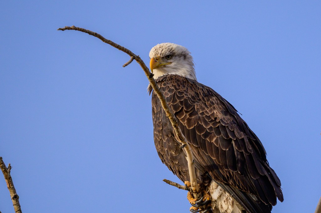A bald eagle perched on a branch against a clear blue sky.