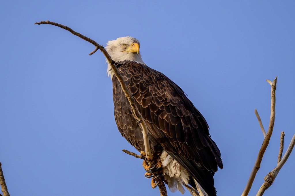 A bald eagle perched on a branch with its eyes closed against a clear blue sky.
