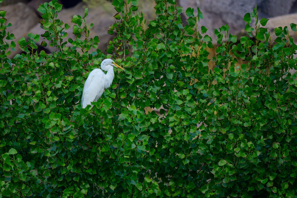 A white heron perched among lush green leaves.