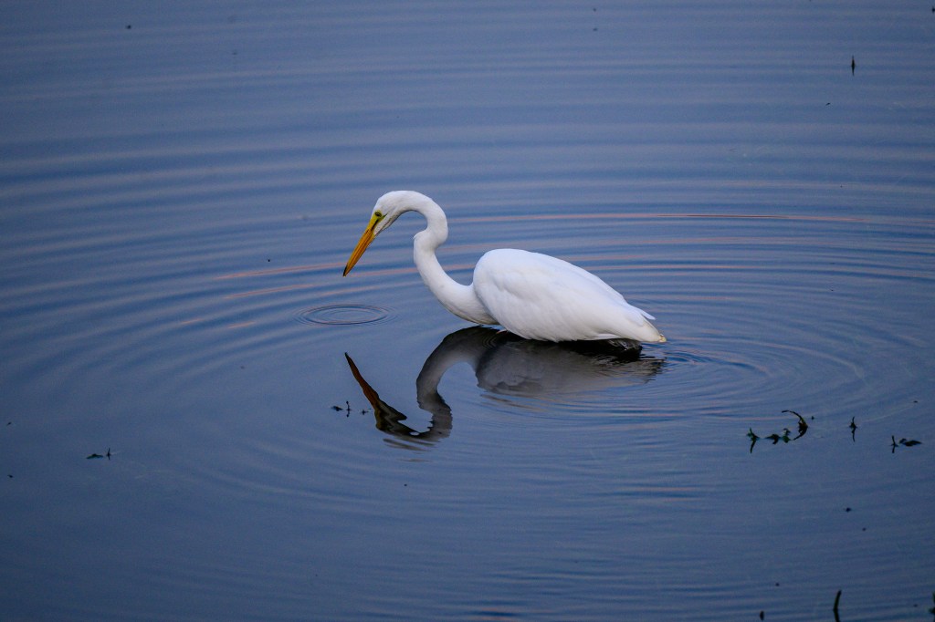 A white heron wading in calm water with circular ripples around it.