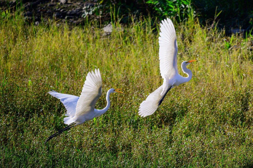 Two white birds with long necks and wings in flight over tall green grass.