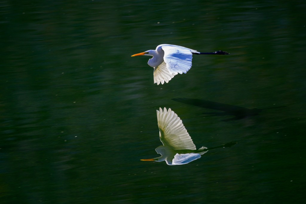 A white bird flying over calm water, with its reflection visible on the surface.
