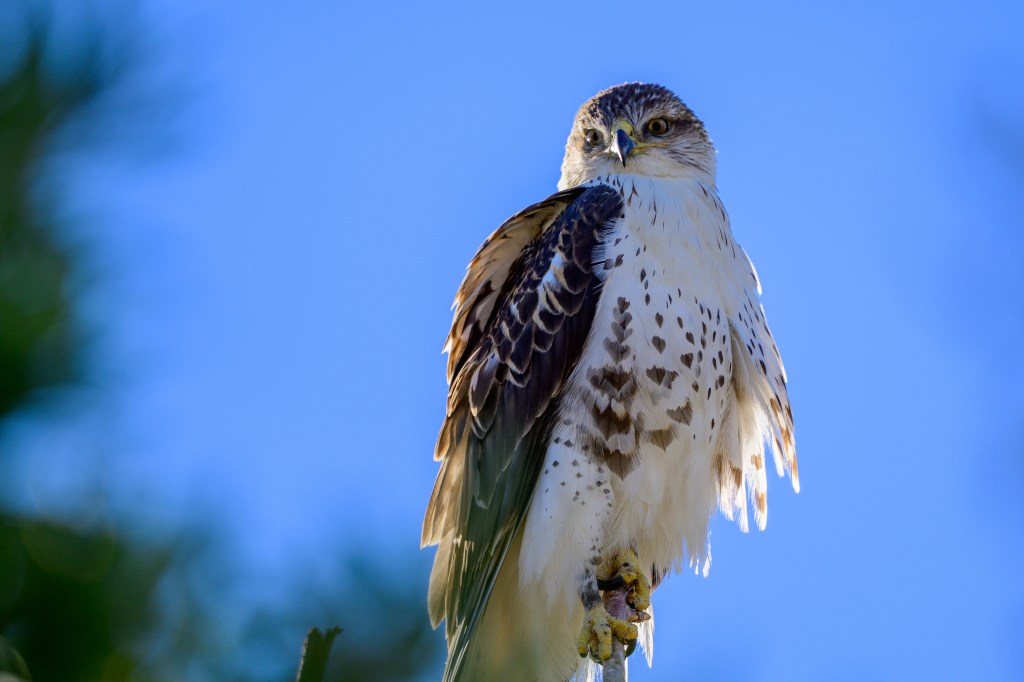 A perched hawk with a striking plumage, seen against a clear blue sky.
