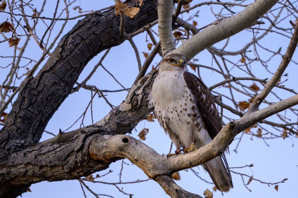 A hawk perched on a tree branch, surrounded by bare branches against a clear sky.