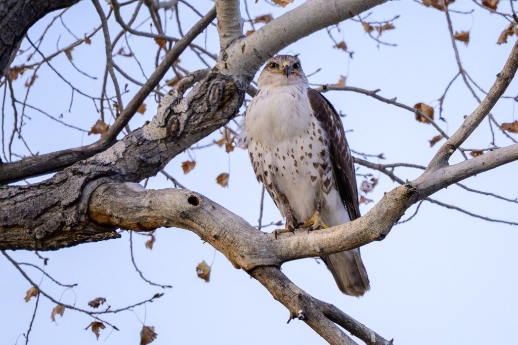 A hawk perched on a tree branch with a clear sky in the background.