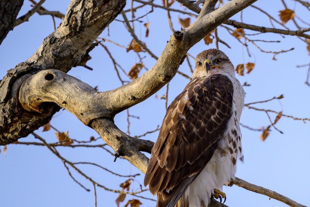 A hawk perched on a tree branch, with a clear blue sky in the background and some autumn leaves visible.