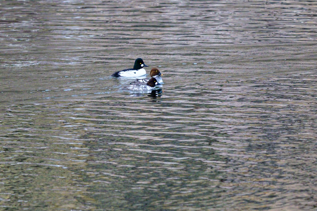 Two ducks swimming on a calm body of water.