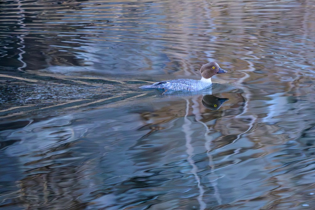 A duck swimming gracefully on a calm, reflective body of water, showcasing its unique coloring and detailed features.