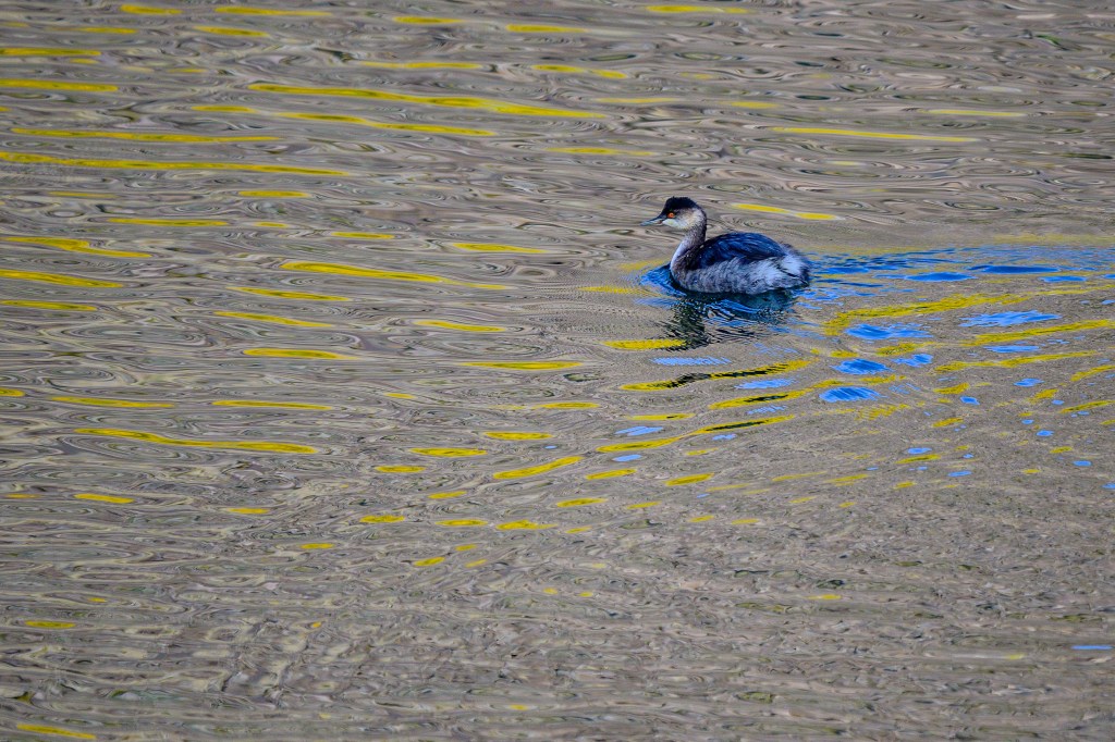 A bird swimming on a body of water, with rippling reflections that include shades of yellow and blue.