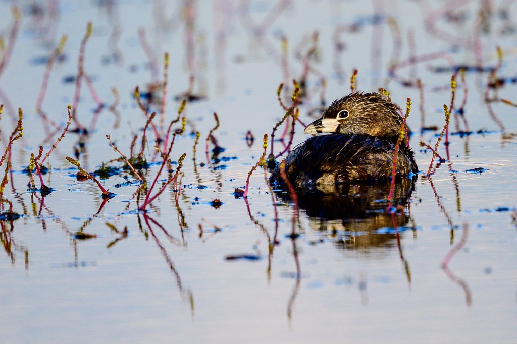 A bird swimming in calm waters surrounded by small aquatic plants, reflecting its image on the surface.