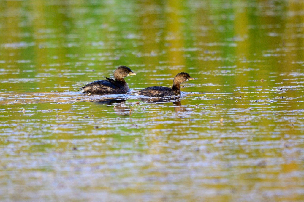 Two small birds swimming in a calm body of water, surrounded by reflections of greenery.