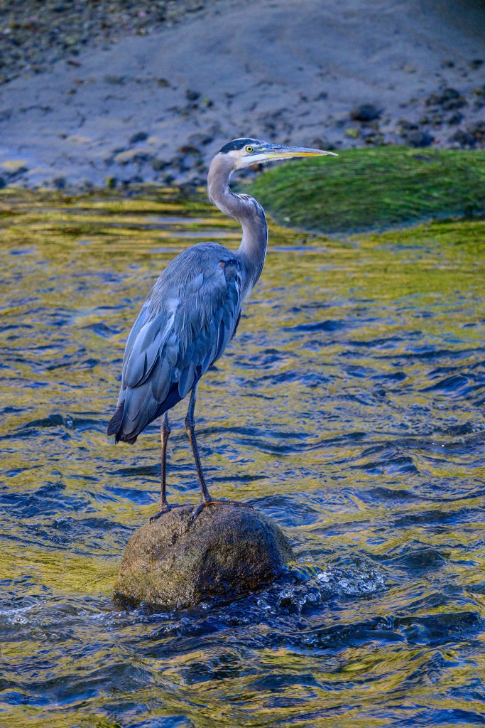 A great blue heron stands on a rock in a body of water, surrounded by rippling waves and greenery in the background.