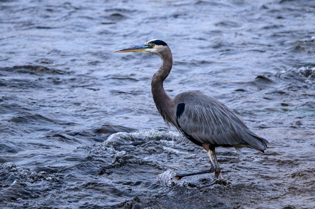 A heron standing in shallow water, with its long legs partially submerged and a calm water surface in the background.