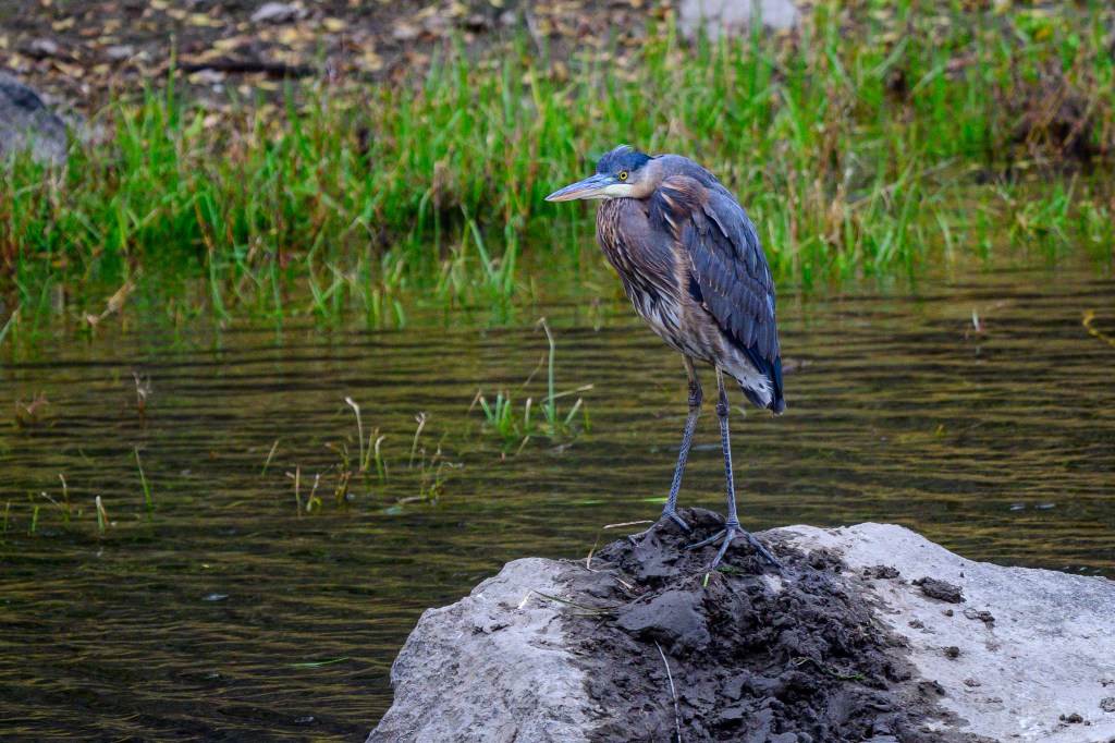 A heron standing on a rock beside a calm body of water, surrounded by lush green grass.