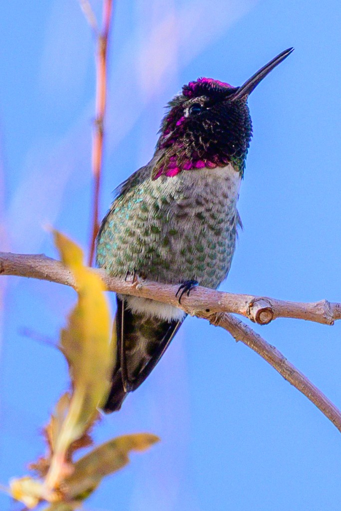 A close-up of a hummingbird perched on a branch, showcasing vibrant green and purple plumage against a blue sky.