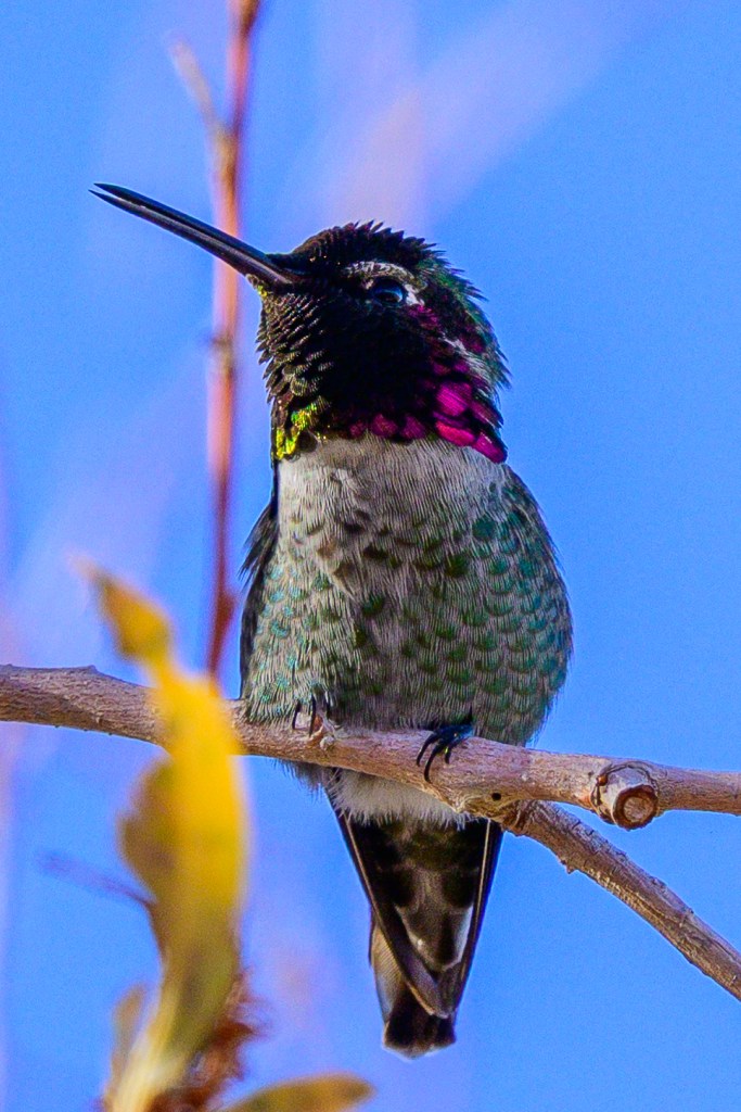 A close-up of a colorful hummingbird perched on a branch, displaying iridescent feathers and a vibrant throat patch against a blue sky.