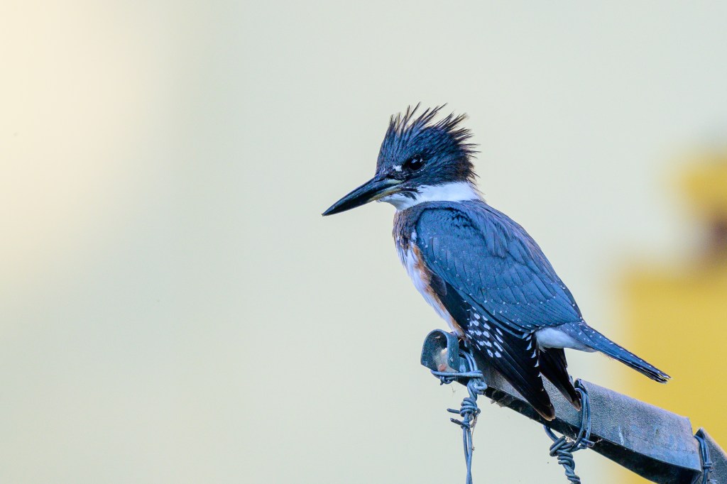 Close-up of a kingfisher bird perched on a metal pole, showcasing its vibrant blue and white plumage against a blurred background.