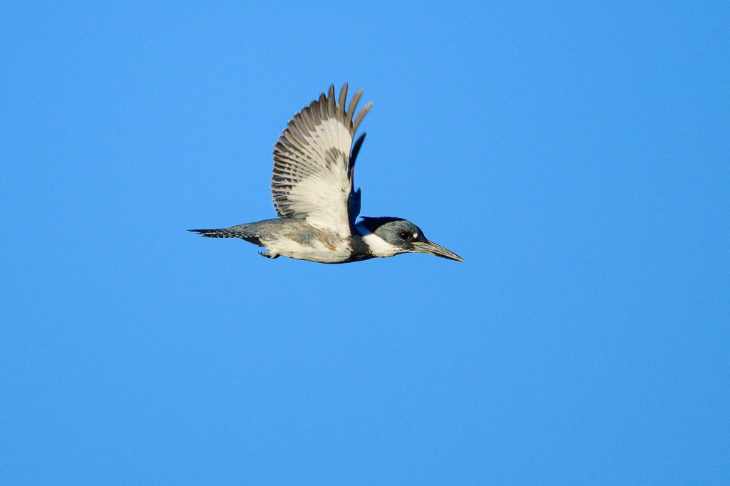 A bird in flight against a clear blue sky, showcasing its wings and distinctive coloration.