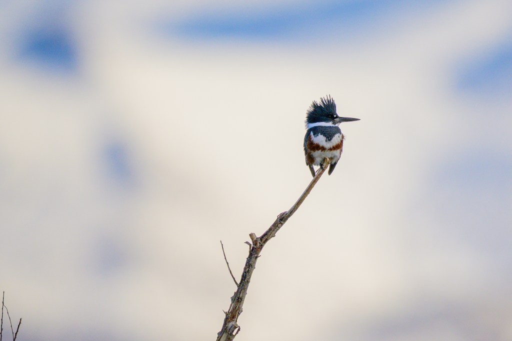 A kingfisher perched on a branch against a blurred background of soft clouds.