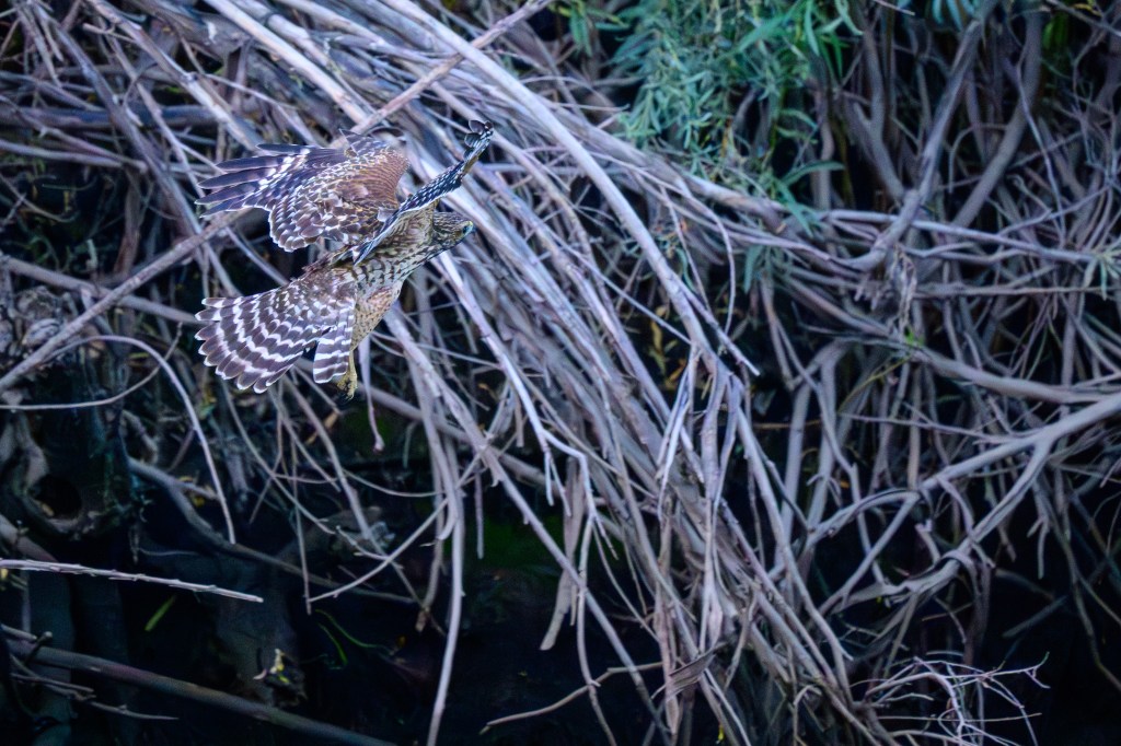 Two hawks flying above tangled branches near a dark water surface.