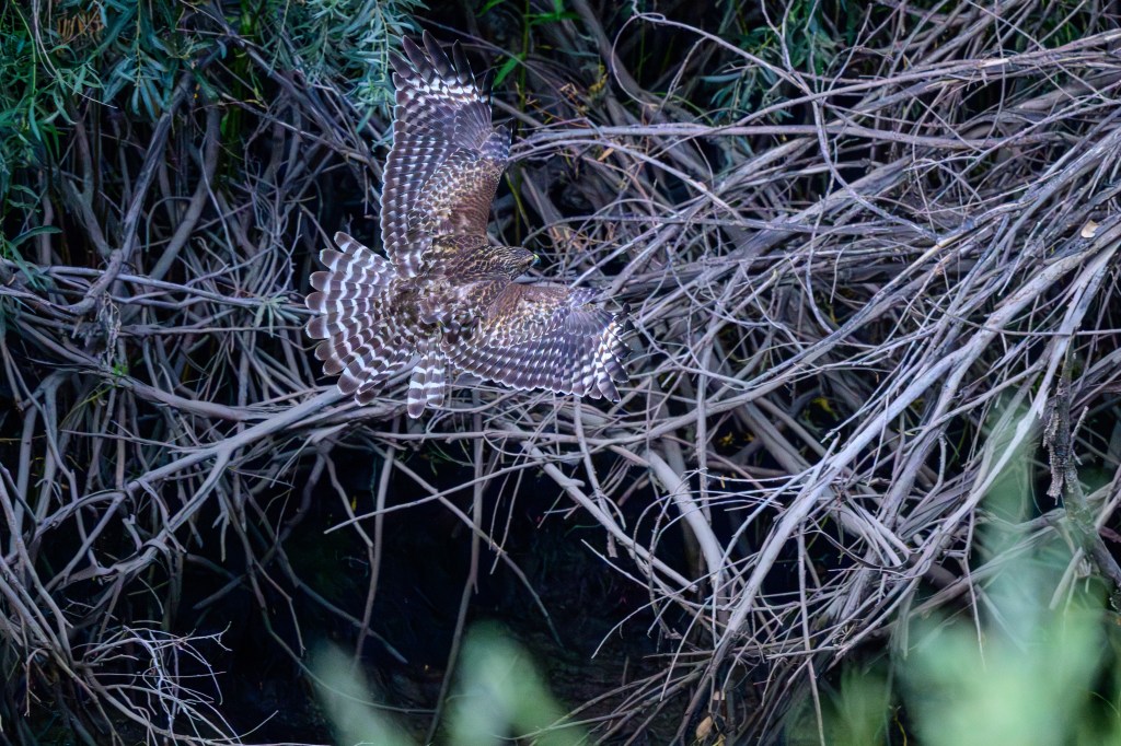 A bird in flight above a tangle of branches and foliage.