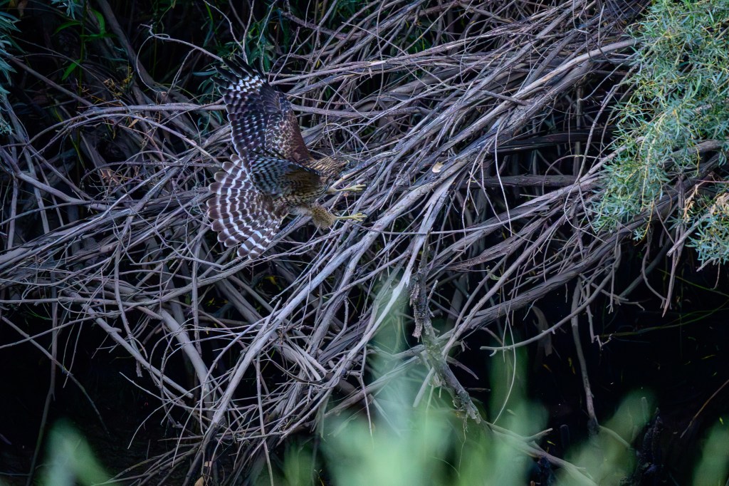 A hawk in flight above a tangle of branches and foliage.