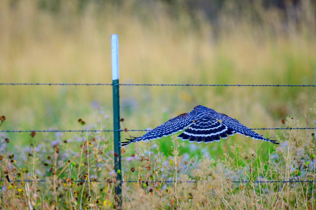 A close-up of a bird in flight, soaring just above a barbed wire fence, with a blurred background of tall grass and wildflowers.
