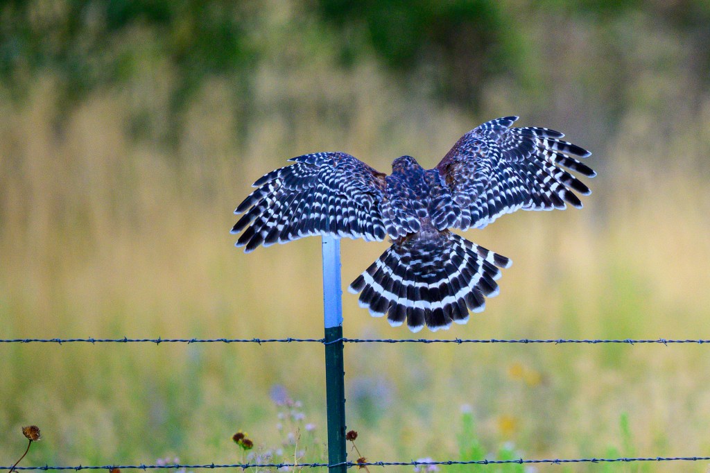 A hawk in flight, displaying its large wings and striking feather patterns while perched on a fence post, with a blurred background of grass and flowers.