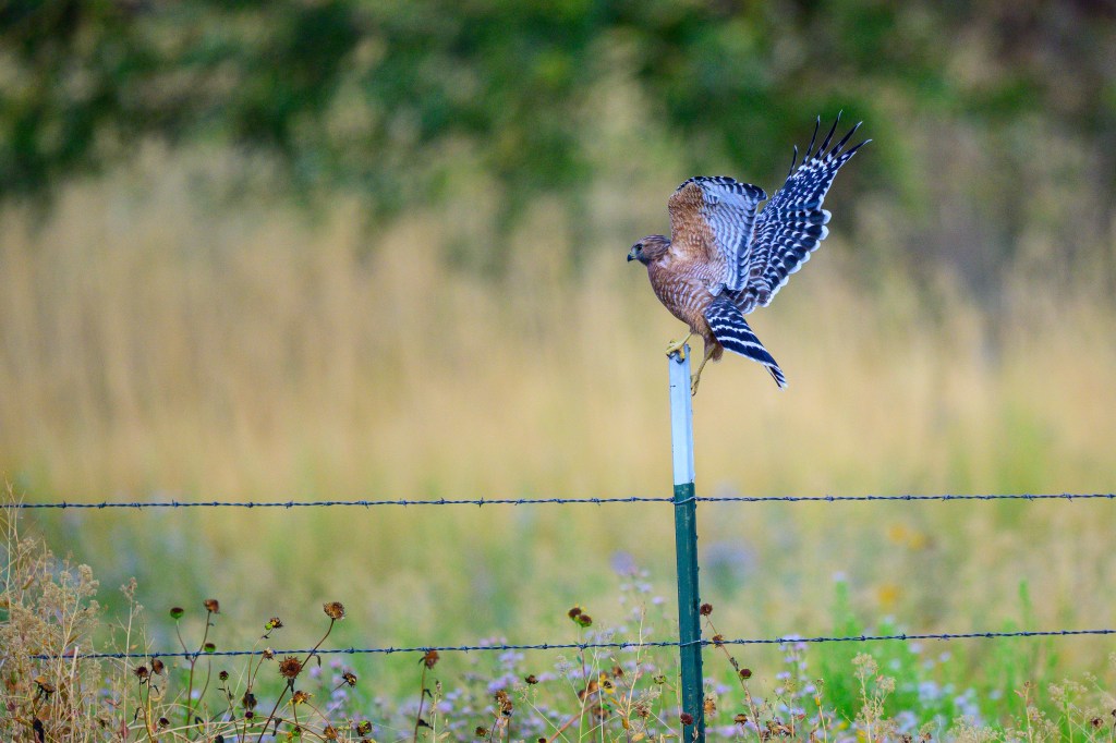 A hawk perched on a fence post with its wings partially spread, set against a blurred background of yellowing grasses and wildflowers.