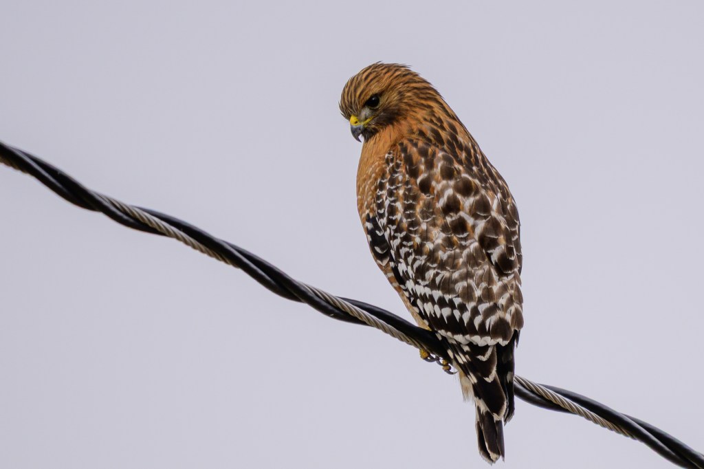 A hawk perched on a power line, facing sideways. Its feathers are a mix of brown and white, showcasing intricate patterns.