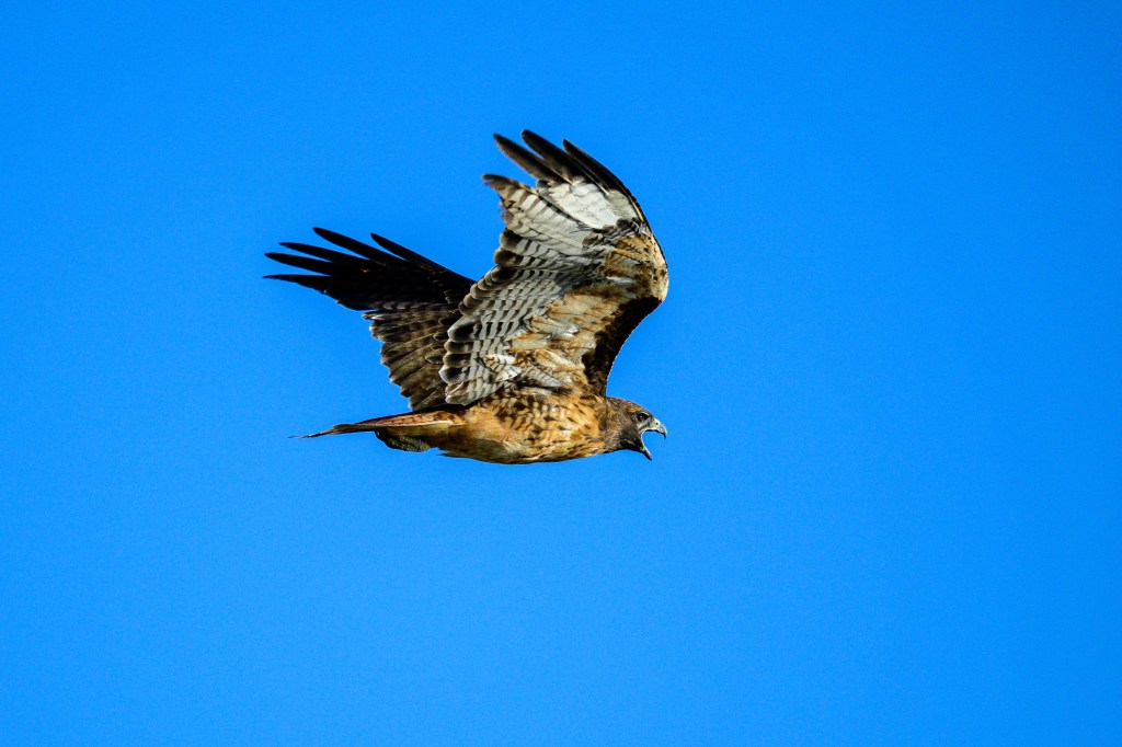 A hawk soaring in the clear blue sky, wings spread wide.
