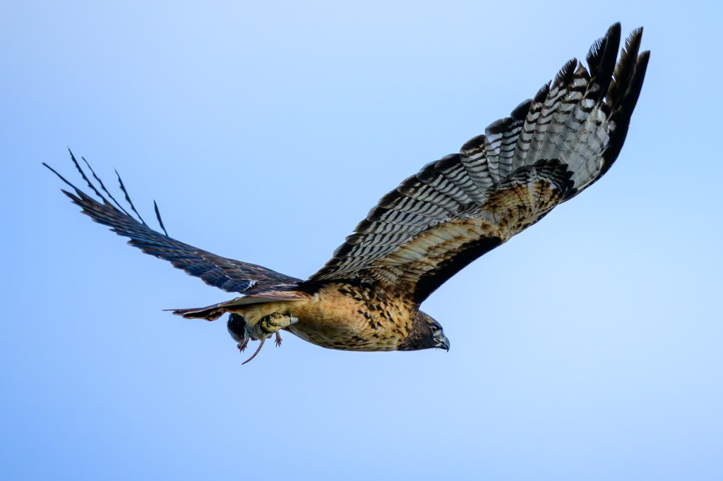 A hawk in flight with its wings spread wide, soaring against a clear blue sky.