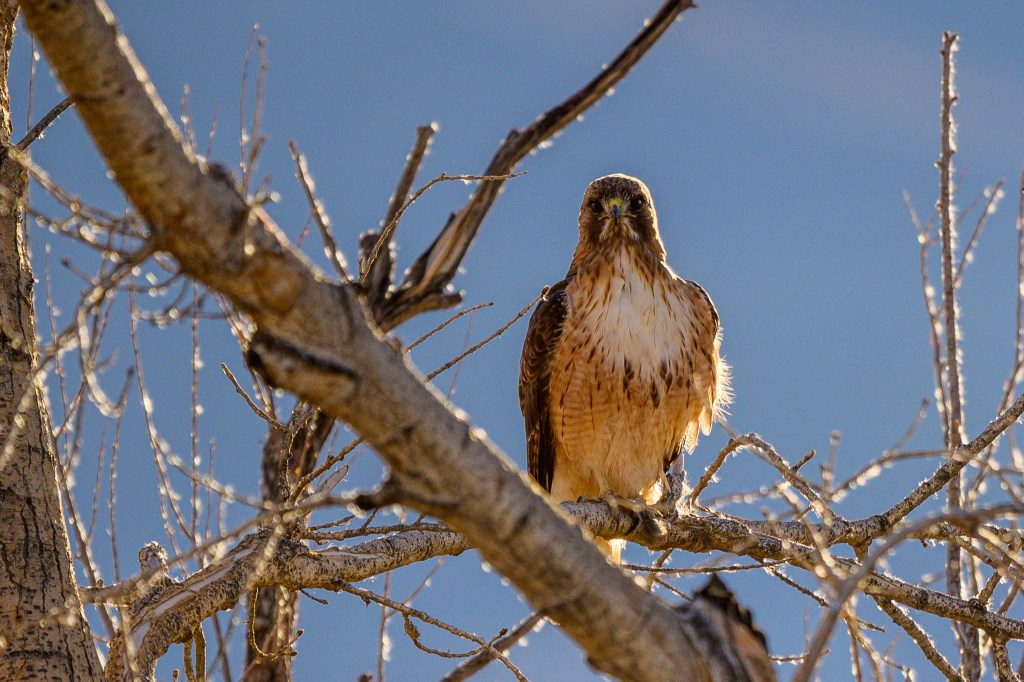 A hawk perched on a tree branch, surrounded by bare branches and a soft blue background.