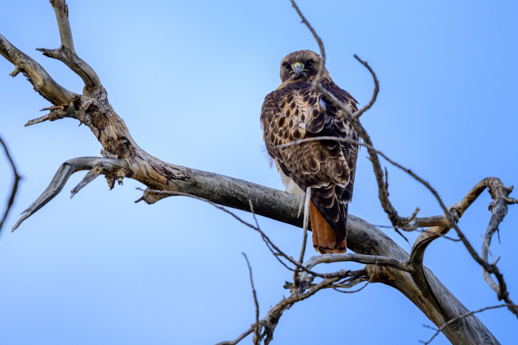 A red-tailed hawk perched on a bare branch against a blue sky.