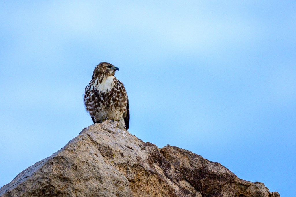 A hawk perched on a large rock against a blue sky.