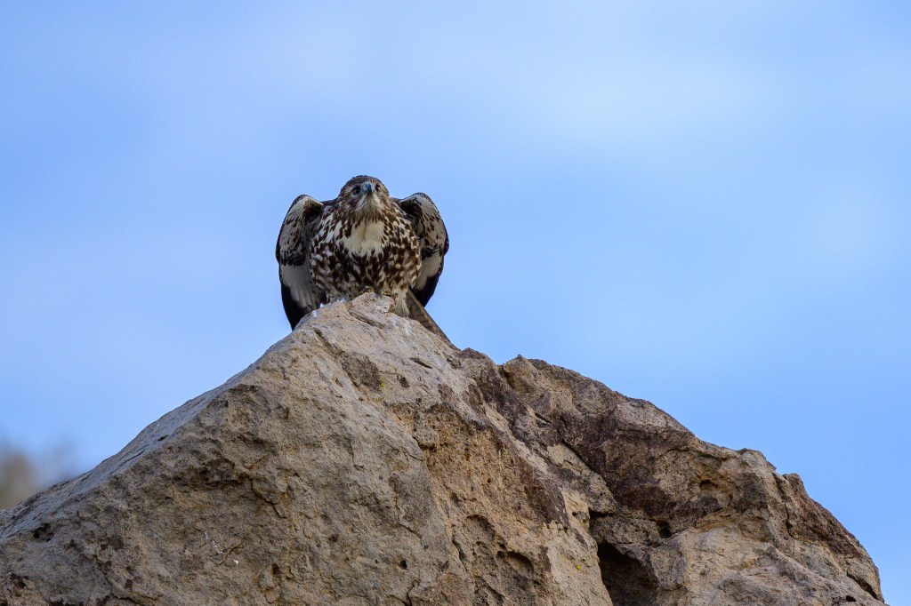A hawk perched on a large rock, looking forward against a blue sky.